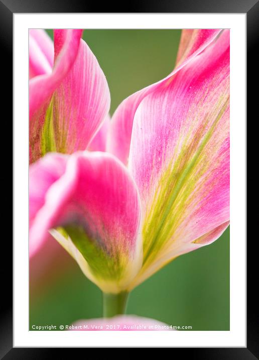 Pink Yellow and Green Tulips in the Spring Framed Mounted Print by Robert M. Vera