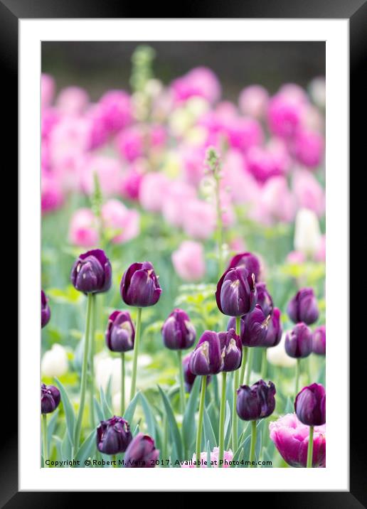 Purple Tulips in the Spring with Pink Tulips in th Framed Mounted Print by Robert M. Vera