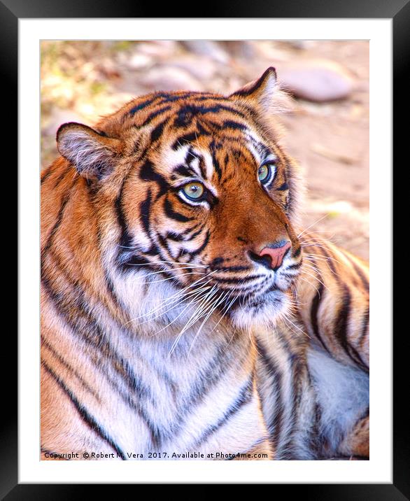 Portrait of a Sumatran Tiger - Panthera tigris sum Framed Mounted Print by Robert M. Vera
