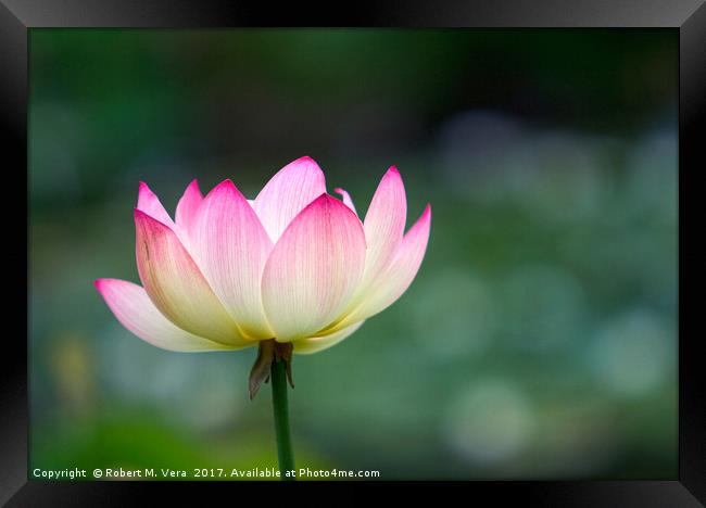 Lotus Flower Framed Print by Robert M. Vera