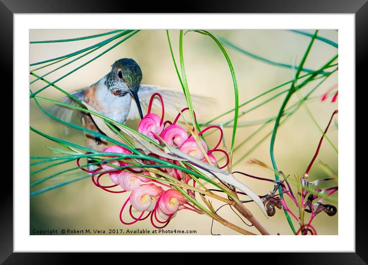 Hummingbird Feeding Framed Mounted Print by Robert M. Vera