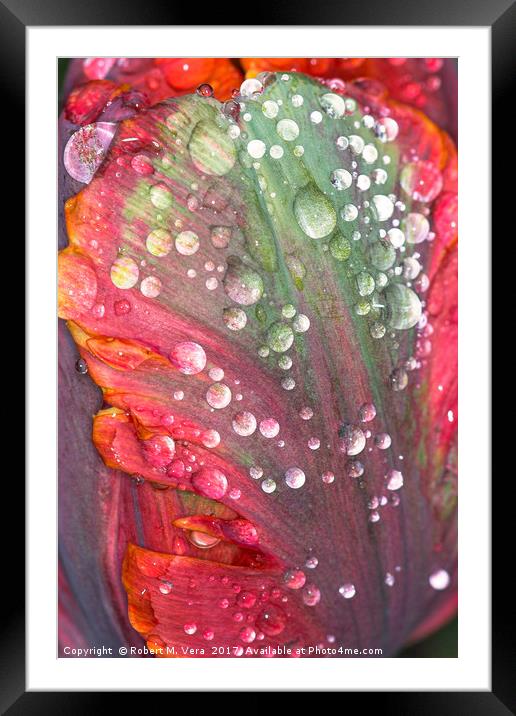 Orange, Red and Green Tulip with Raindrops Framed Mounted Print by Robert M. Vera