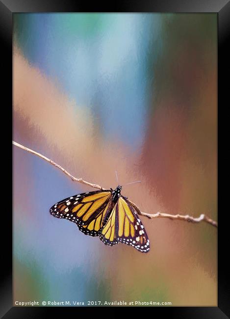 Monarch Butterflies on a Eucalyptus Tree Framed Print by Robert M. Vera