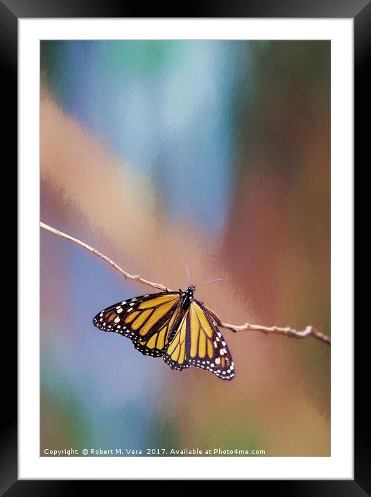 Monarch Butterflies on a Eucalyptus Tree Framed Mounted Print by Robert M. Vera