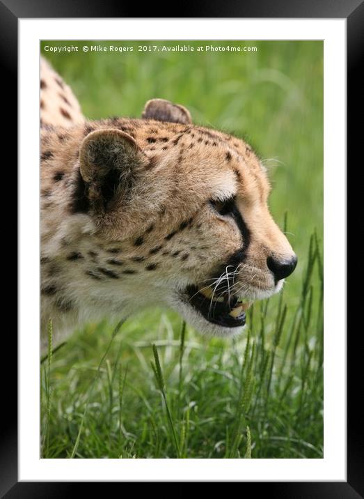 Cheetah about to pounce. Framed Mounted Print by Mike Rogers