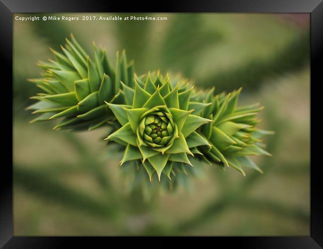 Monkey puzzle tree - sharp!         Framed Print by Mike Rogers