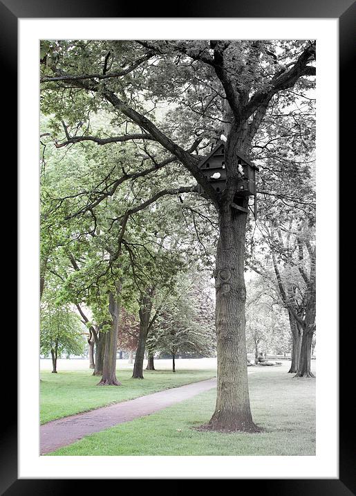 Bird House Tree Framed Mounted Print by Mark Holbrook