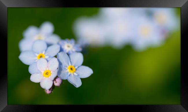 Wood Forget-me-not Framed Print by Maarten D'Haese