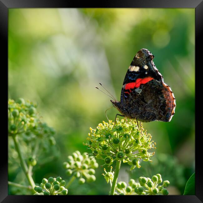 Red Admiral Butterfly Framed Print by Maarten D'Haese