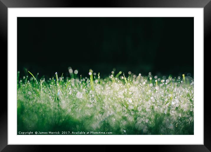 Spectacular grassy morning dew Framed Mounted Print by James Merrick