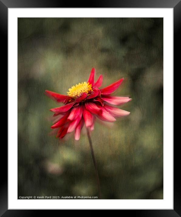Red Dahlia Framed Mounted Print by Kevin Ford
