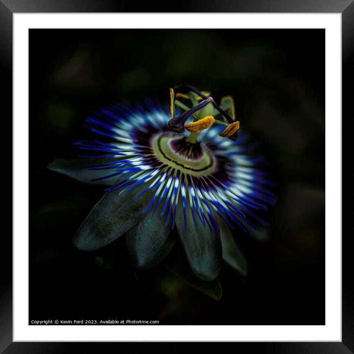 Passion Flower Framed Mounted Print by Kevin Ford