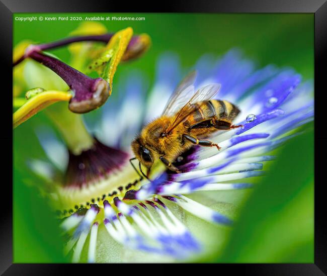 Honey Bee and Passion Flower Framed Print by Kevin Ford