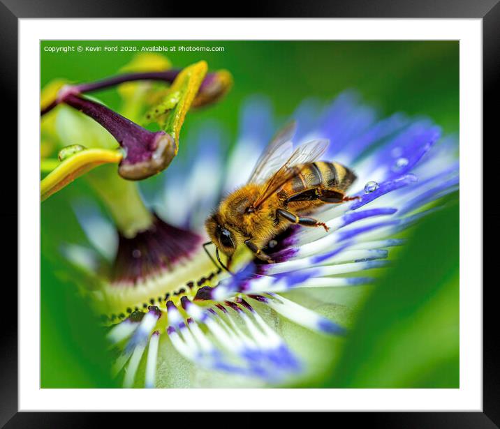 Honey Bee and Passion Flower Framed Mounted Print by Kevin Ford