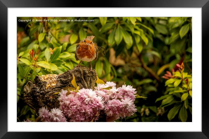 Watchful Robin Framed Mounted Print by Kevin Ford