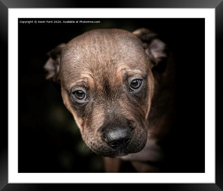 Staffordshire Bull Terrier Puppy Framed Mounted Print by Kevin Ford