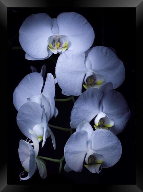 White Orchids Framed Print by Kevin Ford