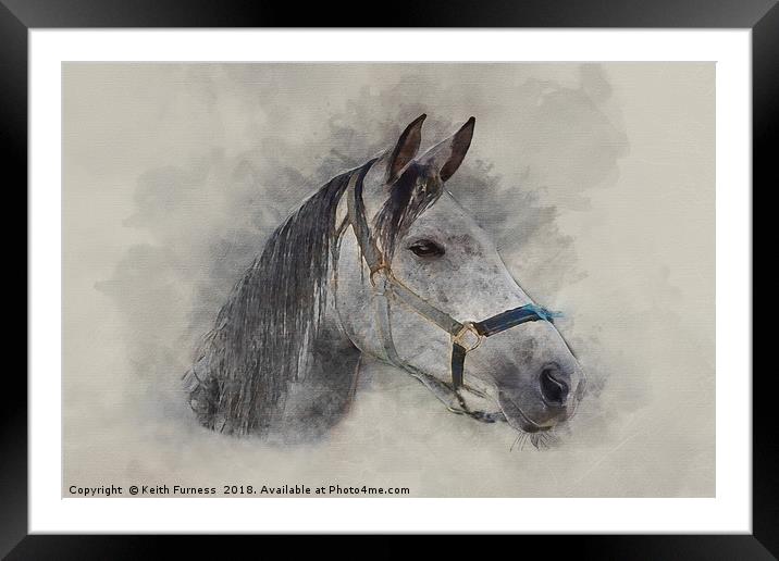 Gray Horse Framed Mounted Print by Keith Furness