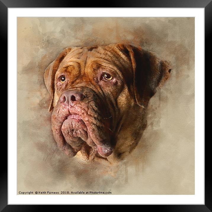 Mastiff Framed Mounted Print by Keith Furness