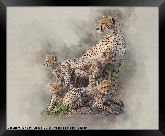 Cheetah Family Framed Print by Keith Furness