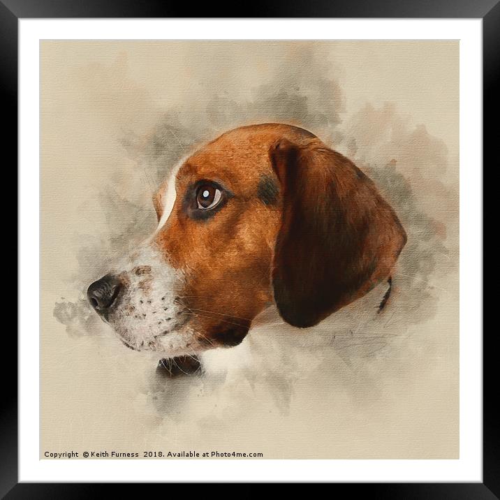 Beagle Framed Mounted Print by Keith Furness