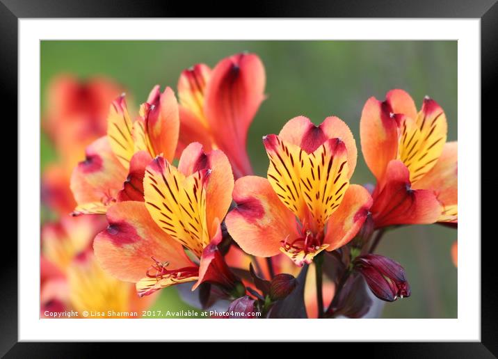 Orange Peruviam lily Framed Mounted Print by  