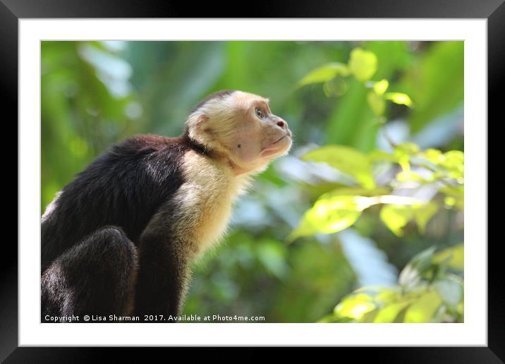 Capuchin Monkey in the trees Framed Mounted Print by  