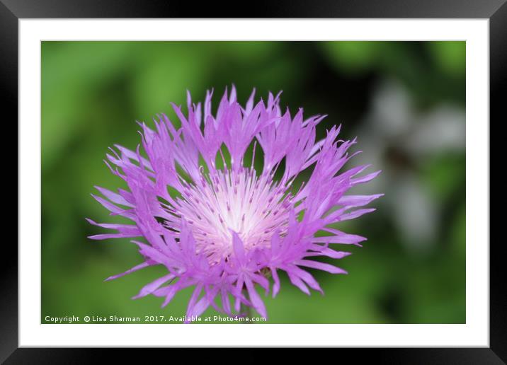 Purple Persian Cornflower Framed Mounted Print by  