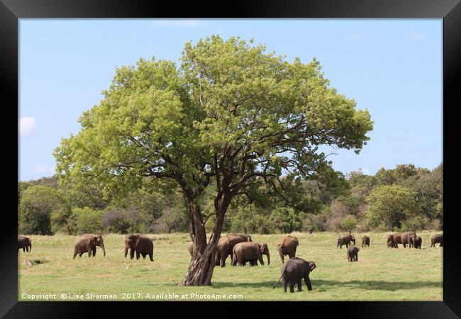 Elephant safari Sri Lanka Framed Print by  