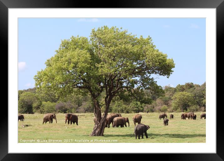 Elephant safari Sri Lanka Framed Mounted Print by  