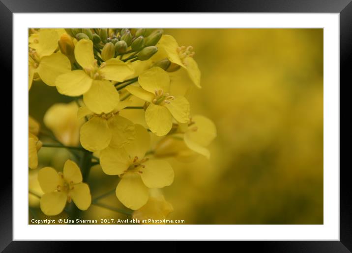 Closeup of Mustard seed flowers Framed Mounted Print by  
