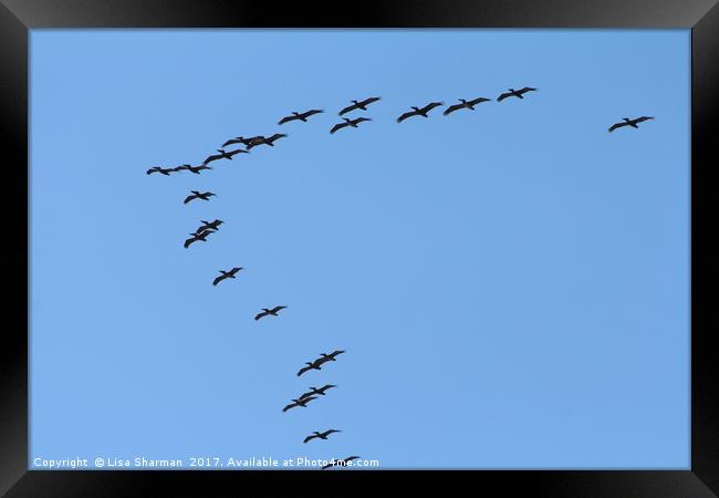 Formation of pelicans Framed Print by  