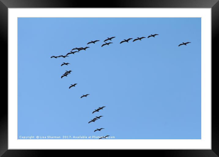 Formation of pelicans Framed Mounted Print by  