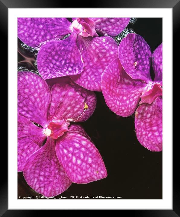 Pink Orchids Framed Mounted Print by  