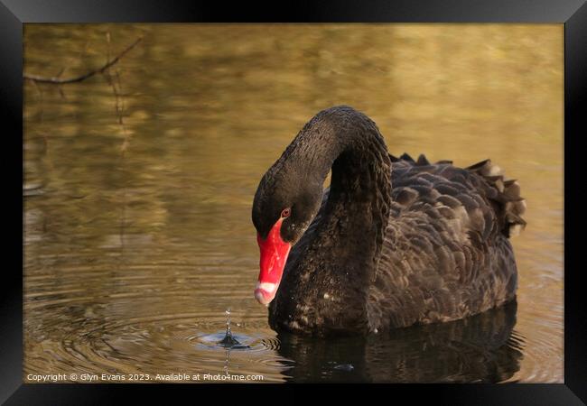 Black Swan Framed Print by Glyn Evans