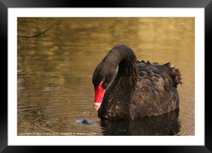 Black Swan Framed Mounted Print by Glyn Evans