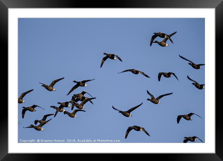 Flight of Brent Geese Framed Mounted Print by Graeme Hutson
