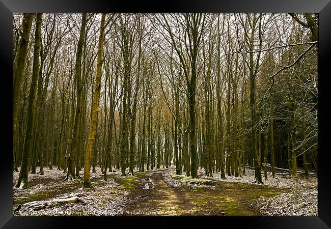 Winter woodland Framed Print by Graeme Hutson