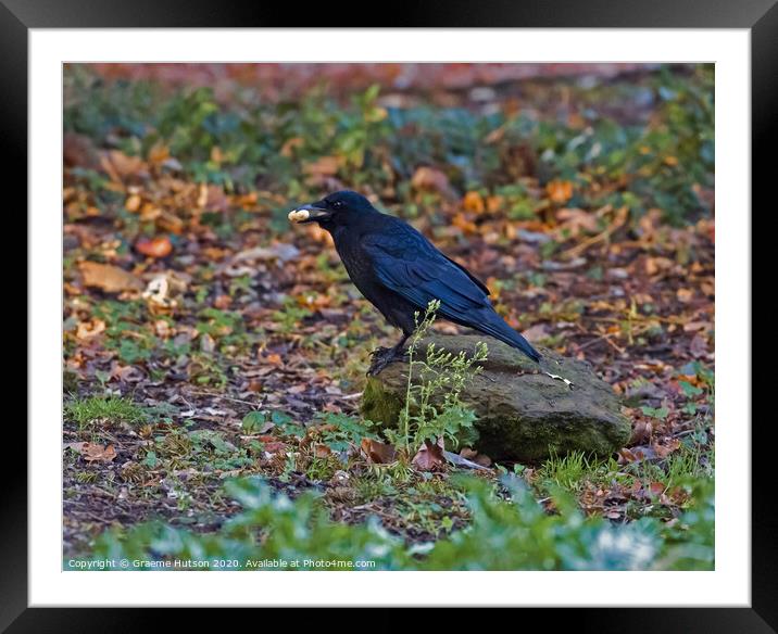 Crow eating a peanut Framed Mounted Print by Graeme Hutson