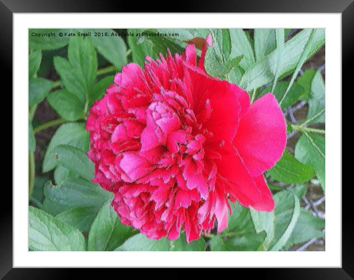 Sweet the Peony Framed Mounted Print by Kate Small