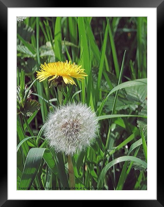 Wildflower or Weed Framed Mounted Print by Kate Small