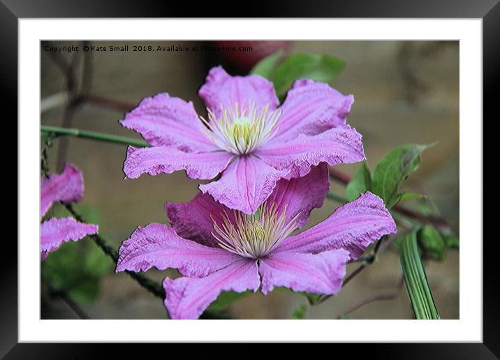 Clematis Framed Mounted Print by Kate Small