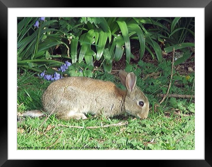 Wild Rabbit Framed Mounted Print by Kate Small