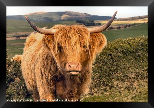 Highland Cattle Framed Print by Chris Horsnell