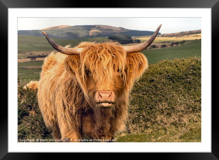 Highland Cattle Framed Mounted Print by Chris Horsnell