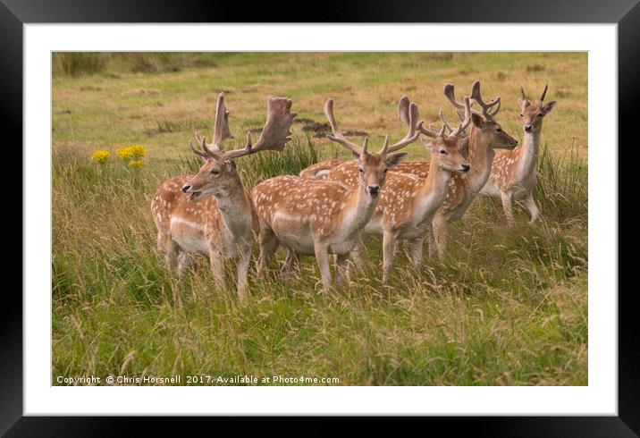 Oh Deer Framed Mounted Print by Chris Horsnell