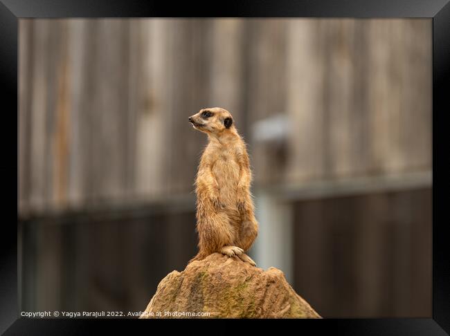 Meerkat view from top Framed Print by Yagya Parajuli