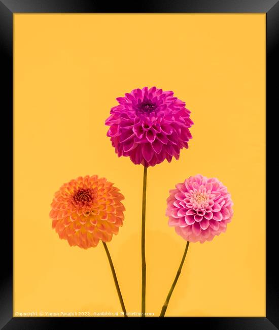 Beauty of Dahlia Framed Print by Yagya Parajuli