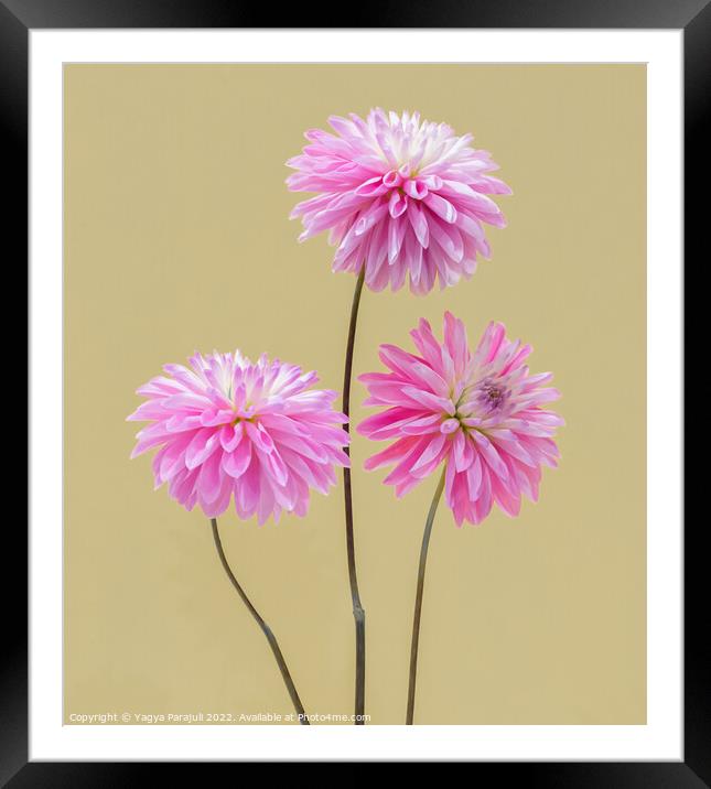 Beauty of Dahlia Framed Mounted Print by Yagya Parajuli