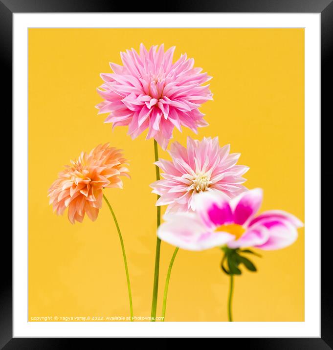 Beauty of Dahlia Framed Mounted Print by Yagya Parajuli